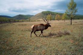 Maralhirsch im Gatter